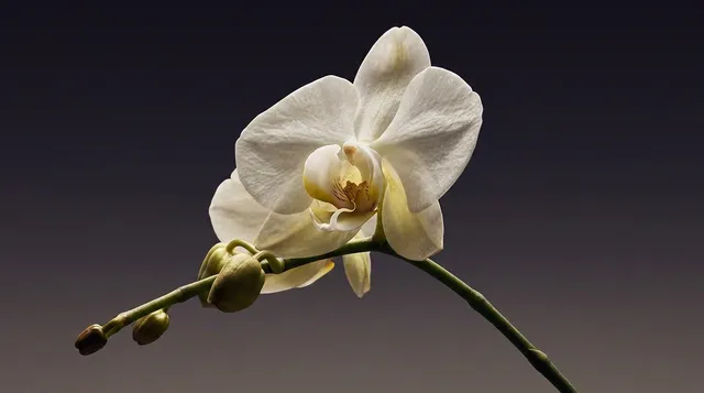 A delicate white orchid captured in a studio photography style, showcasing its intricate petals and natural beauty