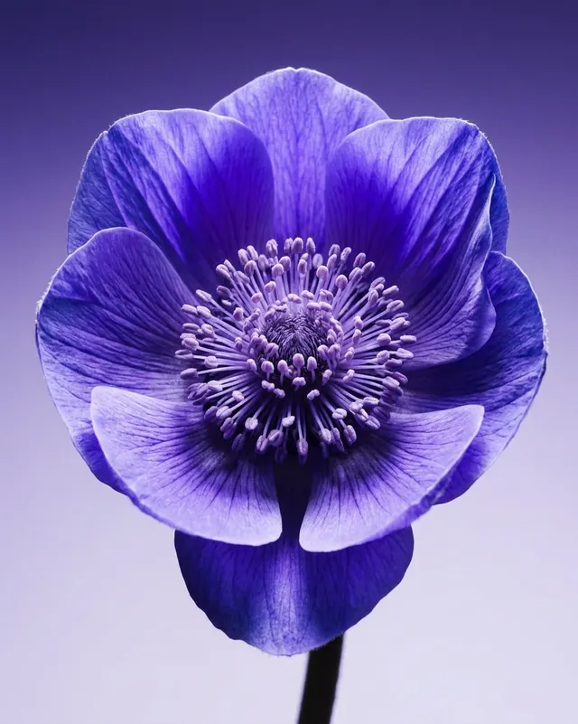 A close-up photograph of a vibrant purple flower, showcasing delicate petals and intricate details at the center