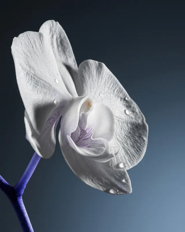 A close-up, studio photograph of a white orchid flower with delicate droplets of water glistening on its petals