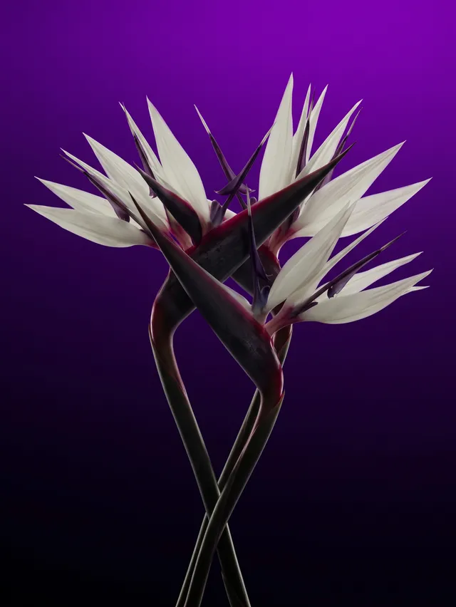 A striking illustration of two bird-of-paradise flowers with dynamic shapes and colors