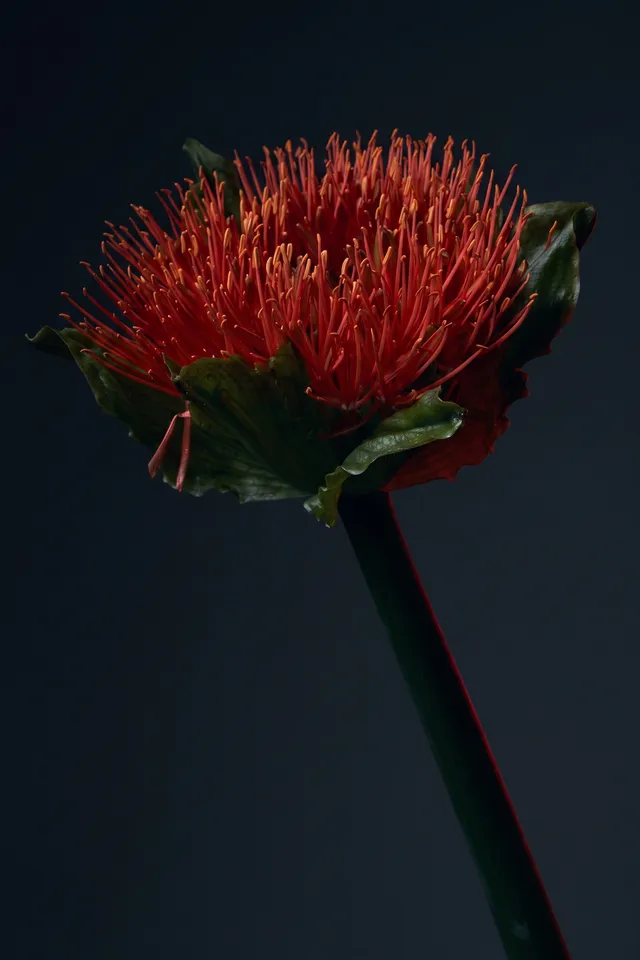A striking close-up photograph of a vibrant red flower, featuring intricate details of its petals and stamens set