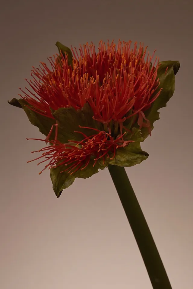 A vibrant close-up of an exotic flower with striking red and orange stamens set against a softly blurred neutral background
