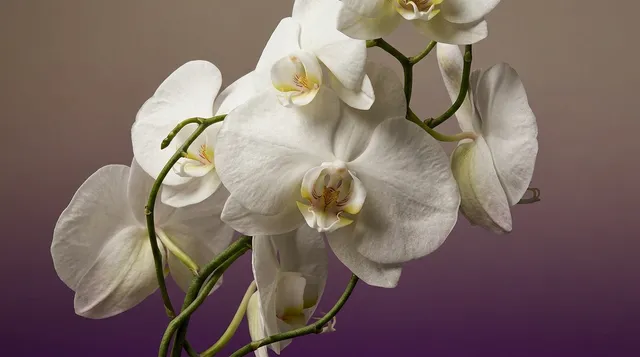 A close-up of white orchids against a soft gradient background blending from light grey to purple