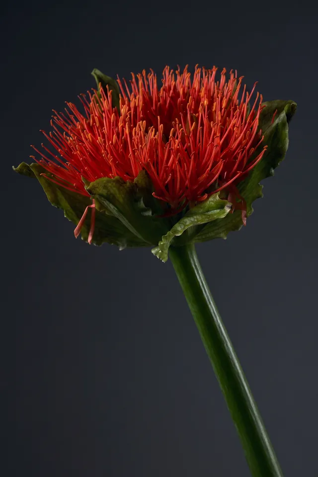 A striking close-up of a bright red flower with long, vibrant stamens and lush green leaves, captured in a studio setting