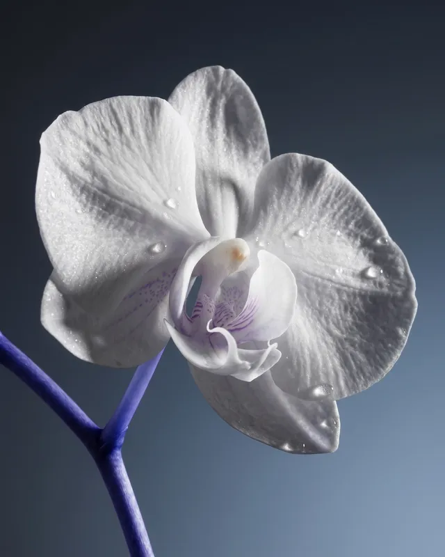 A striking studio photograph of a white orchid with delicate purple accents, displaying intricate textures and water
