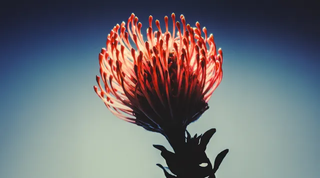 A striking close-up of a vibrant protea flower against a smooth gradient background, captured in high-gloss photography