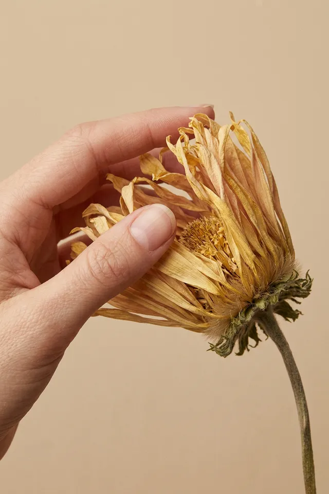 A close-up shot of a hand gently touching a wilted flower against a neutral beige background. This editorial photograph conveys a sense of nostalgia through its soft, warm tones.