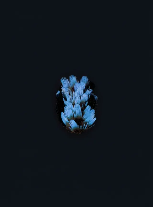 A striking digital illustration of a vibrant cluster of flowers, radiating shades of blue against a deep black backdrop. The composition emphasizes the delicate detail and form of the flowers, creating a captivating visual impact.