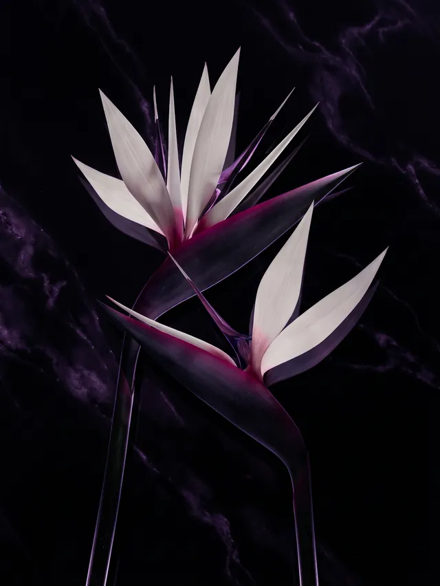Stylized depiction of two elegant flowers against a dark, marbled background, showcasing modern floral design