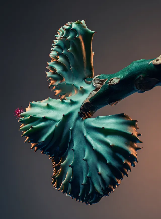 A striking studio photograph of a unique cactus with a sculptural shape, featuring vibrant green tones and a hint